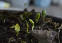 Pioneering in conservation is easier with support seedlings