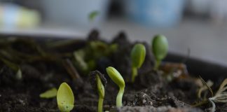 seedlings