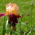 Deciding which perennials to divide in the fall iris