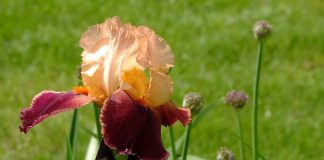 Deciding which perennials to divide in the fall iris