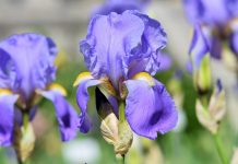 Watch for signs of iris borers before it’s too late iris