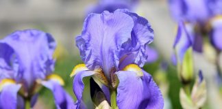 Watch for signs of iris borers before it’s too late iris