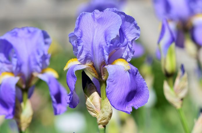 iris