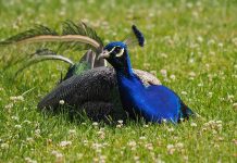 It’s a wild life for wildlife peacock