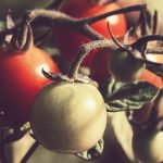 How to help your garden survive hot weather tomato