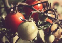 How to help your garden survive hot weather tomato