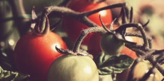 How to help your garden survive hot weather tomato