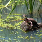 Near water? Check out some turtles painted turtle