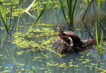 Near water? Check out some turtles painted turtle