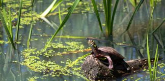 Near water? Check out some turtles painted turtle