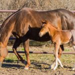 West Nile Virus confirmed in Ohio horses Foal