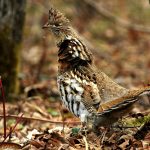There’s always something to grouse about Ruffed Grouse
