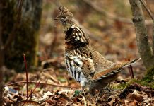 Fluctuations of ruffed grouse population Ruffed Grouse