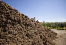 Reduce your corn silage milk production slump silage pile