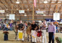 Kikos show Supreme Champion canfield dairy show