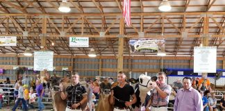 Kikos show Supreme Champion canfield dairy show
