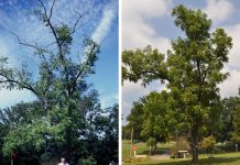 Thousand Cankers Disease: What does it mean for your woods? walnut TCD recovery