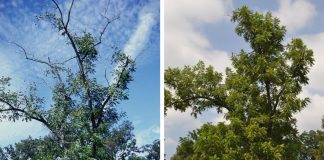 Thousand Cankers Disease: What does it mean for your woods? walnut TCD recovery