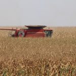 combine in corn field
