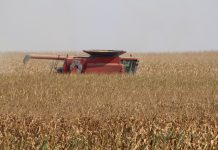 Early harvest means tough grain marketing decisions combine in corn field