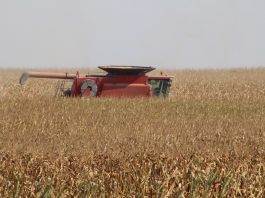 combine in corn field