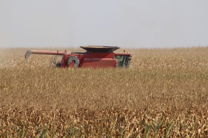 combine in corn field