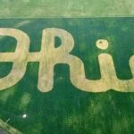 Script Ohio in soybeans