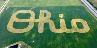 Script Ohio in soybeans