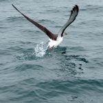 Storms and birds: Thoughts from North Carolina albatross