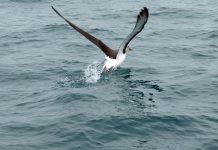 Storms and birds: Thoughts from North Carolina albatross