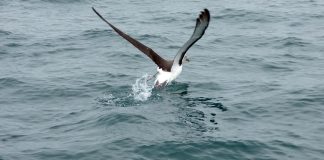 albatross