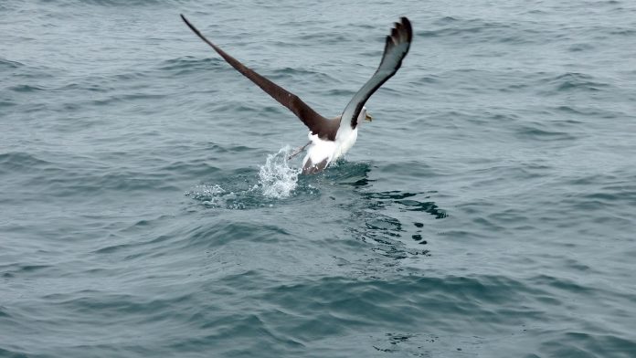 albatross albatross