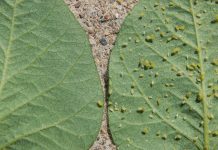 Soy natural: Genetic landmarks show potential for aphid resistance