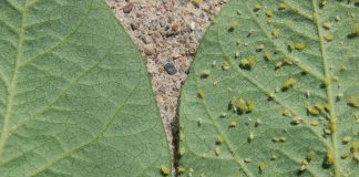Soy natural: Genetic landmarks show potential for aphid resistance