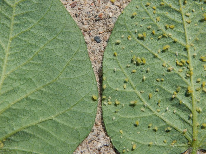 The difference between resistant (left) and susceptible (right) soy plants.