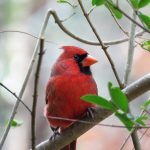 Loyal, lovely northern cardinals thrive in Ohio cardinal