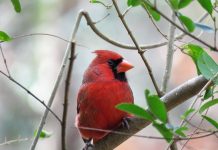Plenty going on in Medina County cardinal