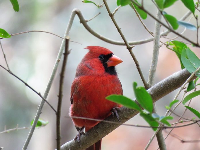 cardinal cardinal