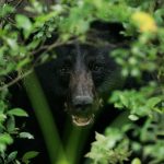 Nature gone wild black bear