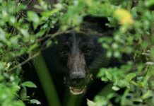 Heavy petting and underage bears black bear