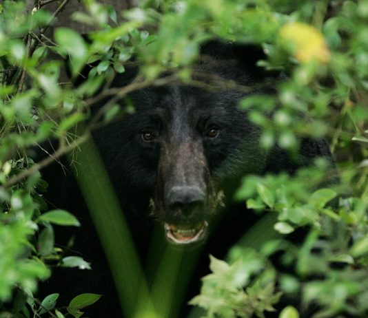 black bear