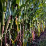 Corn, soybean, wheat prices all climb corn