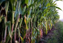 US may have the muscle in a trade fight; Mexico may have the law corn