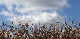 Grain market still looking for direction field corn nearing harvest