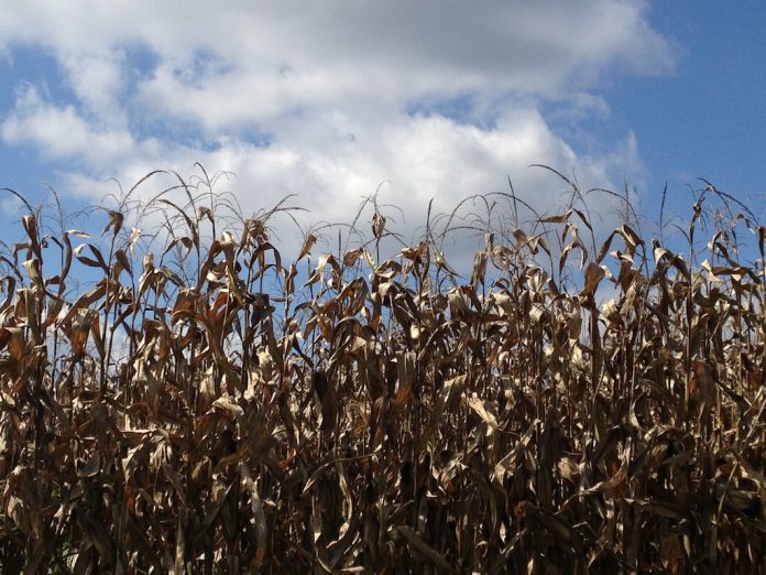 corn in fall.sky field corn nearing harvest