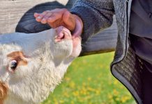 National DHIA offers $1,500 scholarships to veterinary students cow