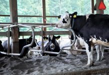 Manure separator saves sand, big time manure separator