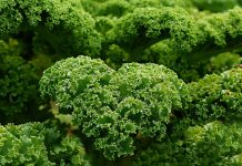 Automated indoor farm opening in Cincinnati kale