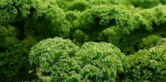 Automated indoor farm opening in Cincinnati kale