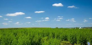 First test plot of malaria-fighting plant a success at Kentucky farm plant fights malaria